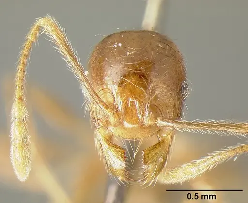 Pheidole incisa - CASENT0601277