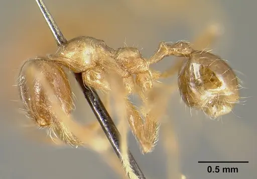Pheidole incisa - CASENT0601277