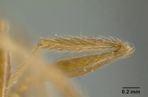 Pheidole incisa - CASENT0601277