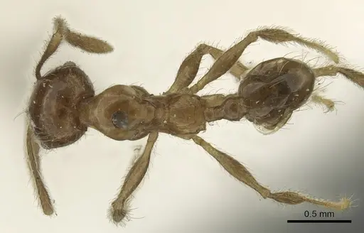 Pheidole incisa - CASENT0901608