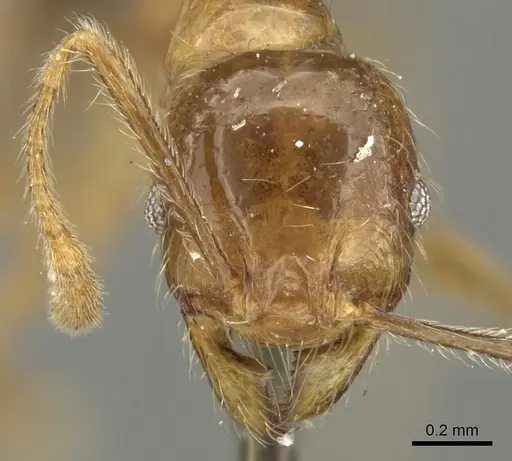 Pheidole incisa - CASENT0901608