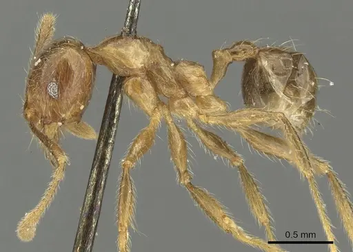 Pheidole incisa - CASENT0901608