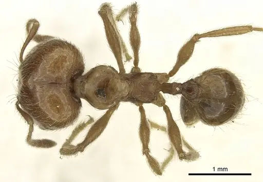 Pheidole incisa - CASENT0901609