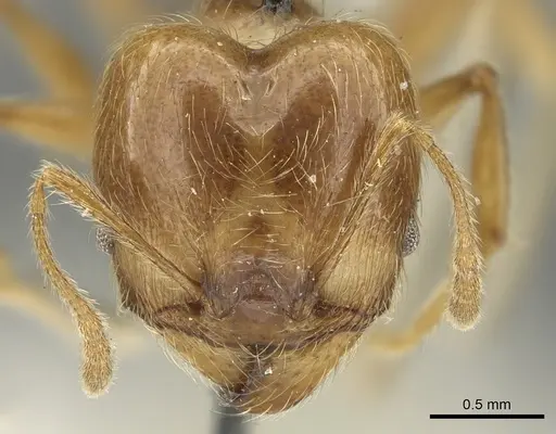 Pheidole incisa - CASENT0901609