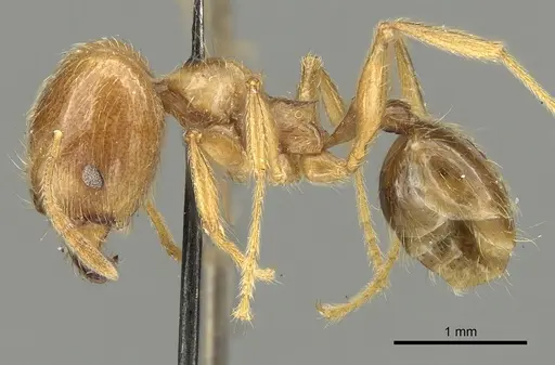 Pheidole incisa - CASENT0901609
