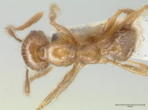 Pheidole incisa - FOCOL1554