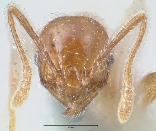 Pheidole incisa - FOCOL1554