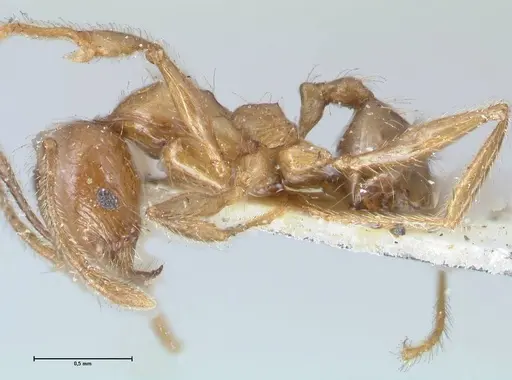 Pheidole incisa - FOCOL1554