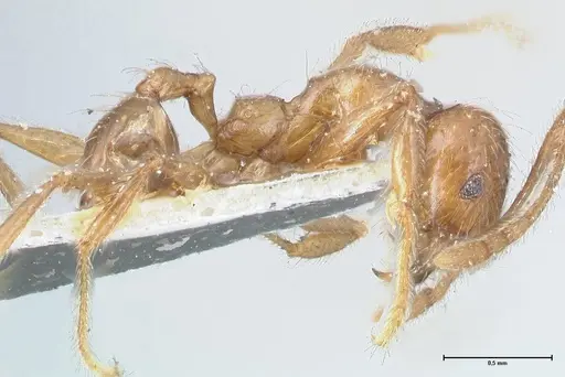 Pheidole incisa - FOCOL1554