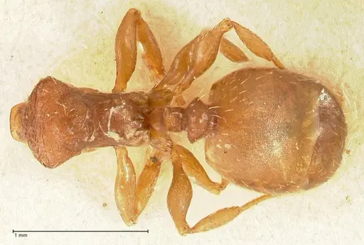 Pheidole incurvata specimen