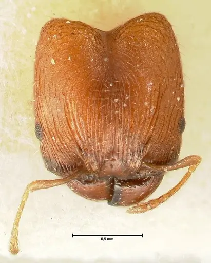 Pheidole incurvata specimen