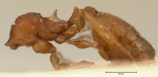 Pheidole incurvata specimen