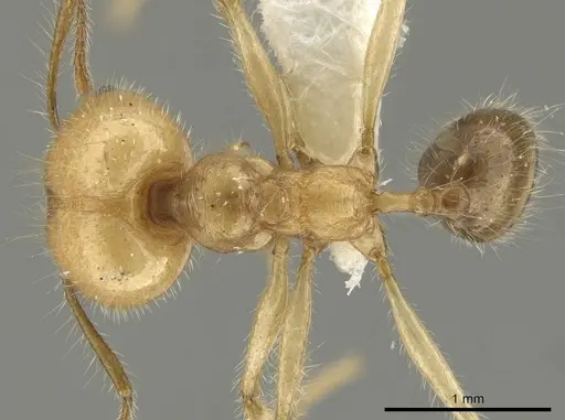Pheidole indagarama specimen