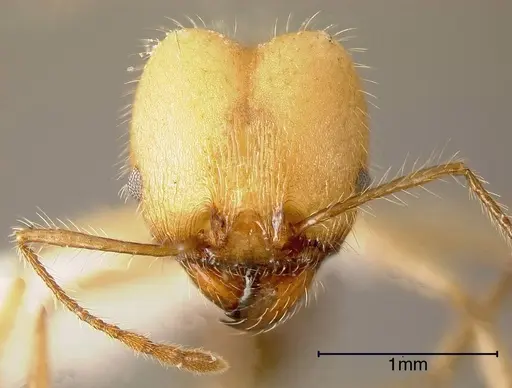 Pheidole indagarama specimen