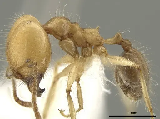 Pheidole indagarama specimen
