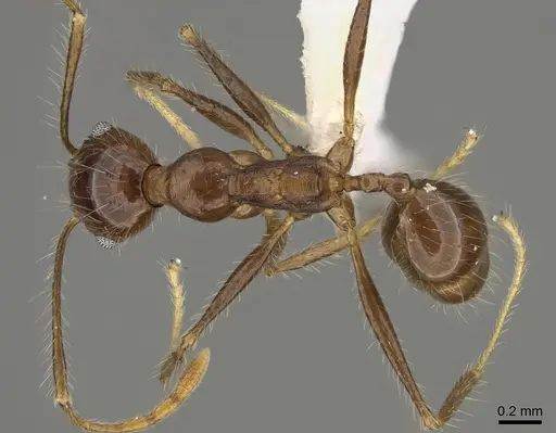 Pheidole indagarama - CASENT0646381