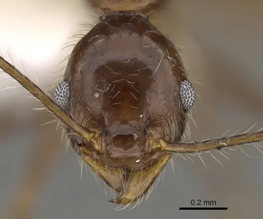 Pheidole indagarama - CASENT0646381