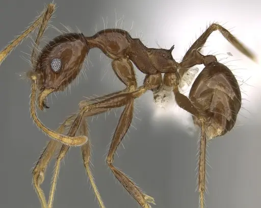 Pheidole indagarama - CASENT0646381