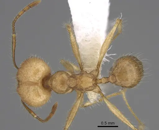 Pheidole indagarama - CASENT0646384
