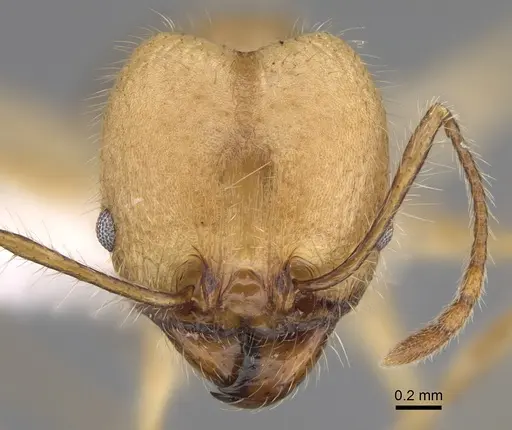 Pheidole indagarama - CASENT0646384