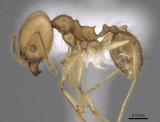 Pheidole indagarama - CASENT0646384
