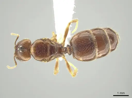 Pheidole indagarama - CASENT0646386