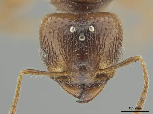 Pheidole indagarama - CASENT0646386