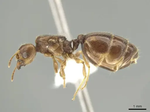 Pheidole indagarama - CASENT0646386