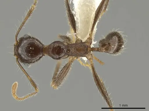 Pheidole indagarama - INBIOCRI002281912