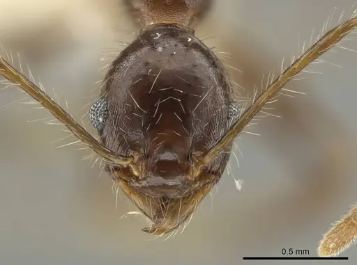 Pheidole indagarama - INBIOCRI002281912