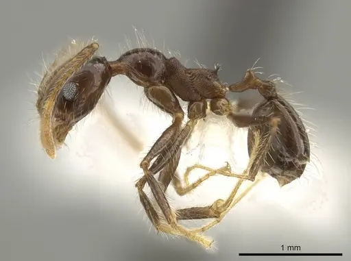 Pheidole indagarama - INBIOCRI002281912