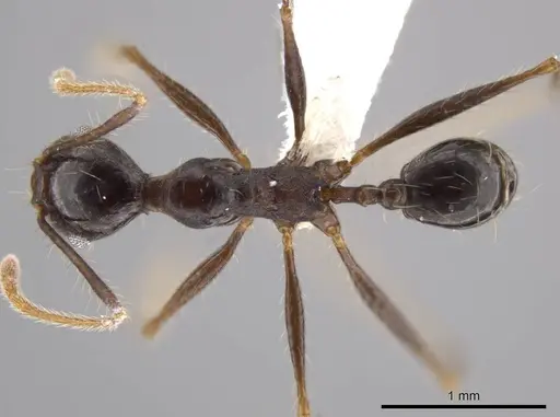 Pheidole indagatrix specimen