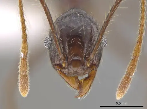 Pheidole indagatrix specimen