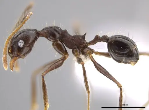 Pheidole indagatrix specimen