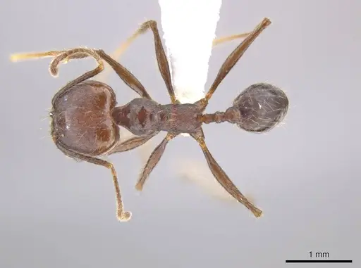 Pheidole indagatrix - CASENT0617815