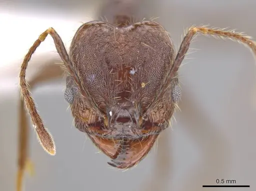 Pheidole indagatrix - CASENT0617815