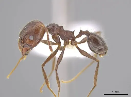 Pheidole indagatrix - CASENT0617815