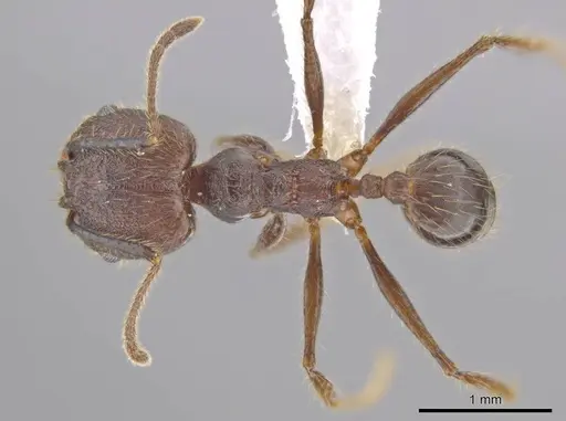 Pheidole indagatrix - CASENT0618218