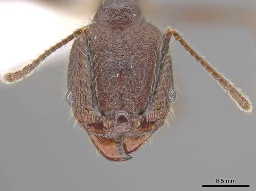 Pheidole indagatrix - CASENT0618218
