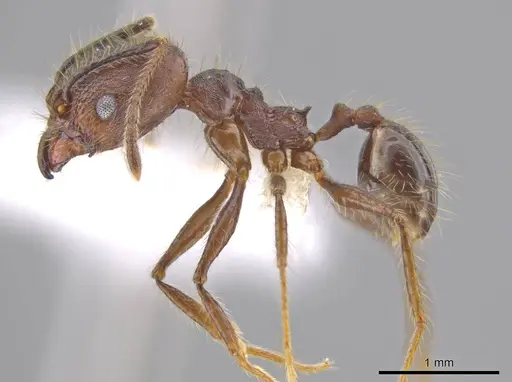 Pheidole indagatrix - CASENT0618218