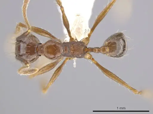 Pheidole indagatrix - CASENT0618219