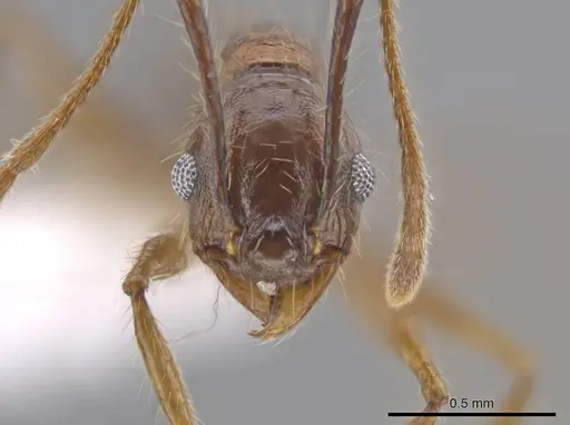 Pheidole indagatrix - CASENT0618219