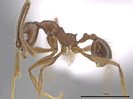 Pheidole indagatrix - CASENT0618219