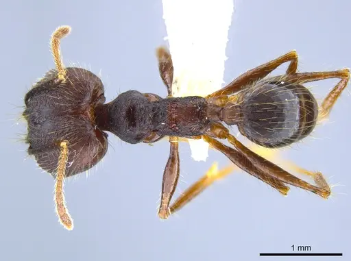 Pheidole indagatrix - CASENT0633717