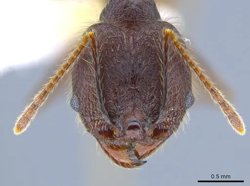 Pheidole indagatrix - CASENT0633717