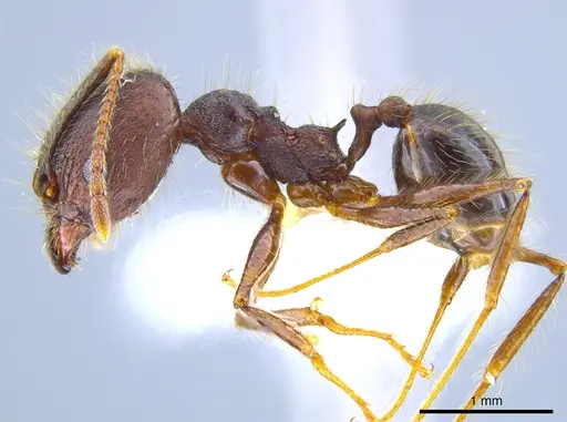 Pheidole indagatrix - CASENT0633717