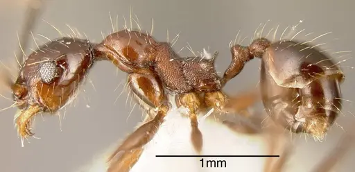 Pheidole indagatrix - CASENT0635478