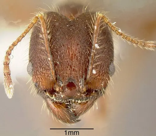Pheidole indagatrix - INBIOCRI002272029