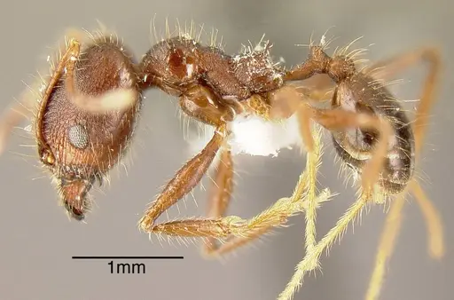 Pheidole indagatrix - INBIOCRI002272029