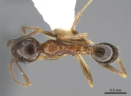 Pheidole indica specimen